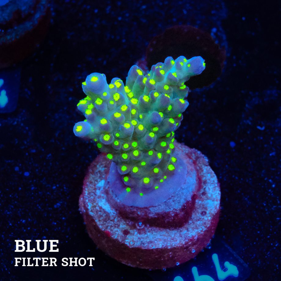 Acropora Tricolor