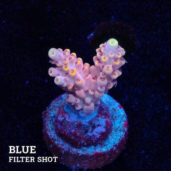 Acropora 'Yellow Tips'