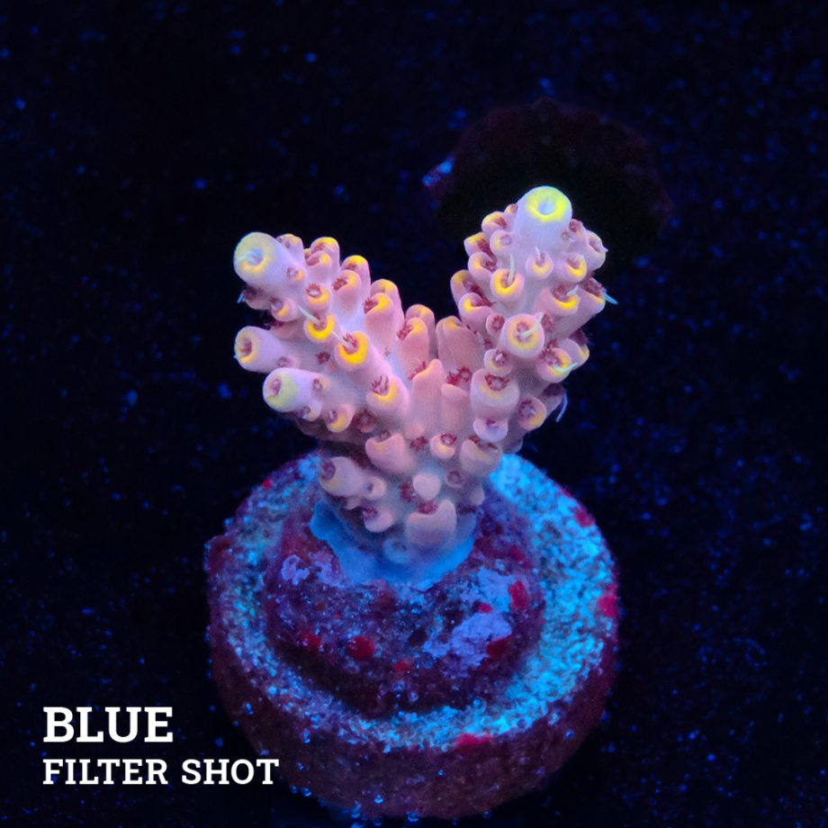 Acropora 'Yellow Tips' (pointes jaunes)