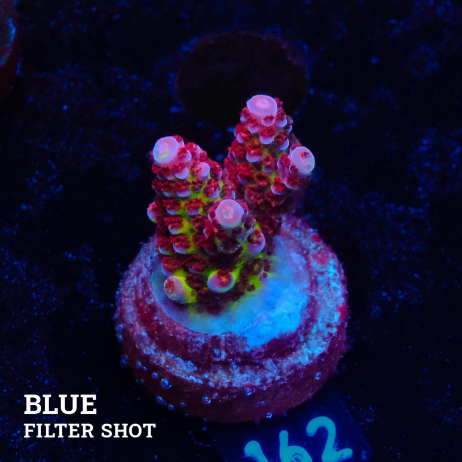 Acropora 'Fluo Bicolor II