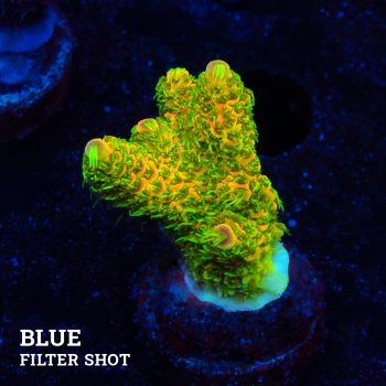 Acropora Millepora 'Orange & Green'