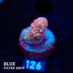 Acropora Tenuis 'Orange Polyps'
