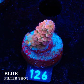 Acropora Tenuis 'Orange Polyps'