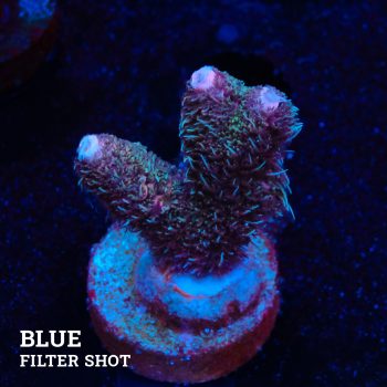 Acropora Millepora 'Long Polyp'