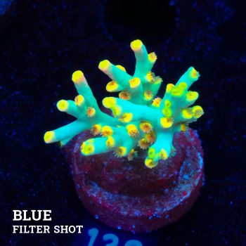 Acropora 'Yellow Sunset'