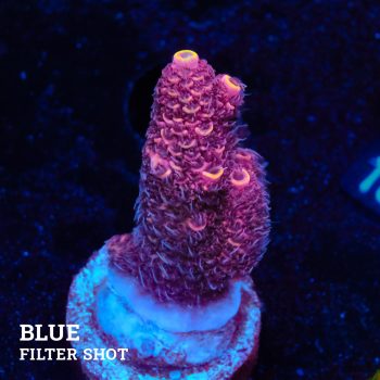 Acropora Millepora 'Orange Tips'