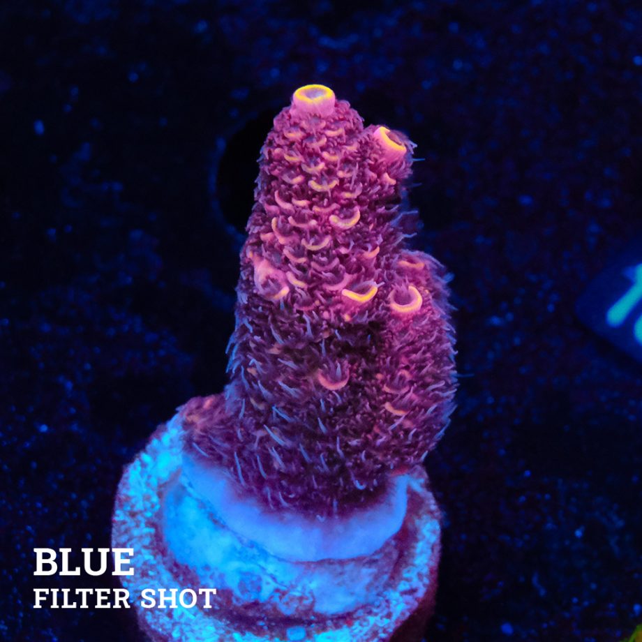 Acropora Millepora 'Orange Tips'