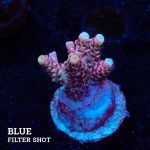 Acropora Millepora 'Multicolor'