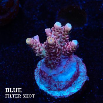 Acropora Millepora 'Multicolor'