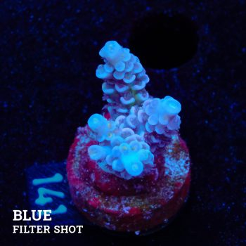 Acropora Tenuis