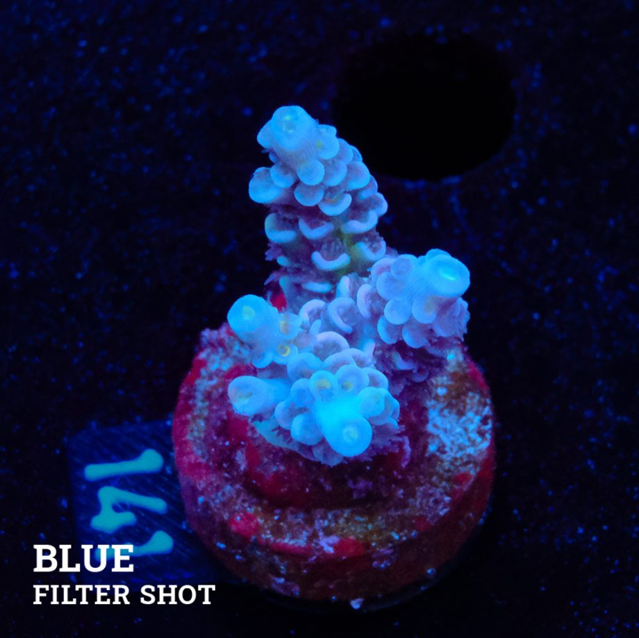 Acropora Tenuis
