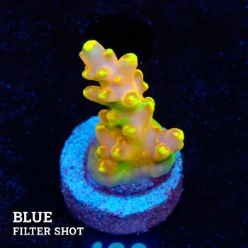 TK Gold Finger