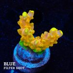 TK Gold Finger