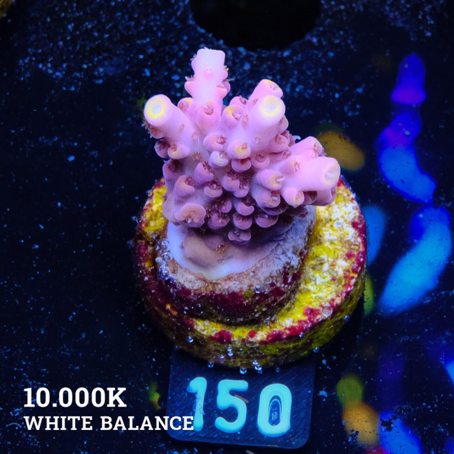 Acropora Rosaria 'Yellow Tips'