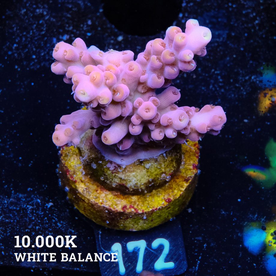 Acropora Rosaria 'Yellow Tips'