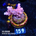 Acropora Rosaria 'Yellow Tips'
