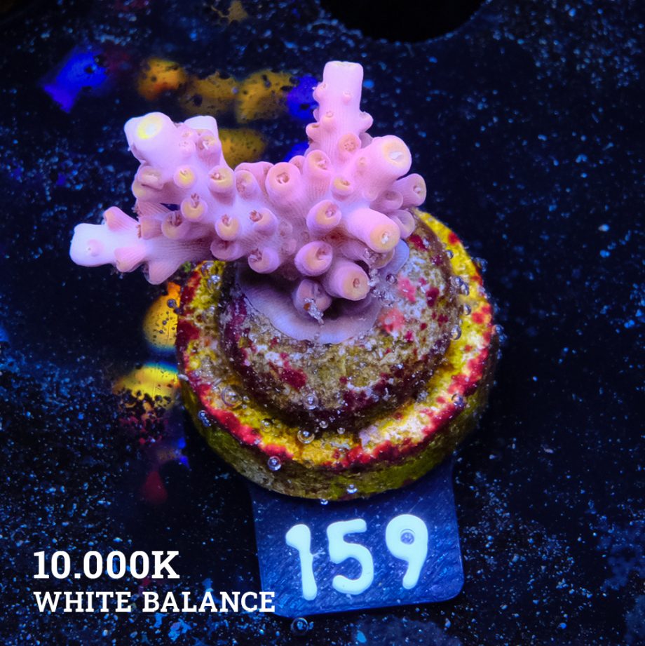 Acropora Rosaria 'Yellow Tips'