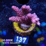 Acropora Millepora 'Pink'