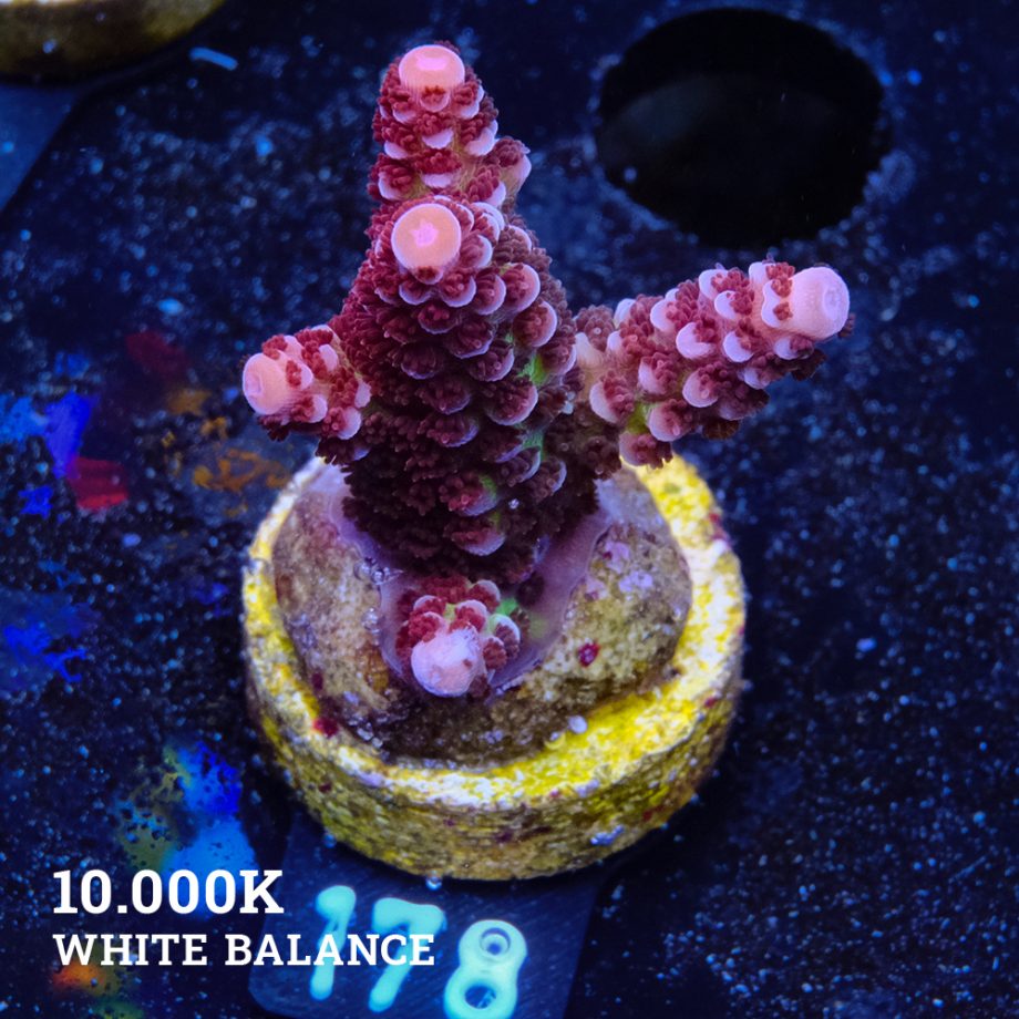 Acropora 'Fluo Bicolor II'