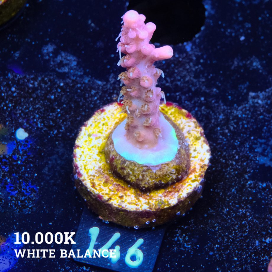 Acropora 'Confetti Ultra'