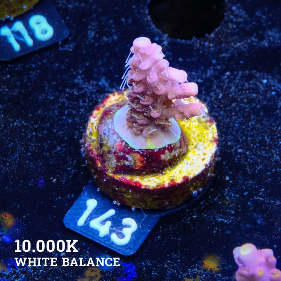 Acropora 'Confetti Ultra