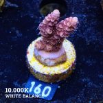 Acropora Millepora 'Yellow Tips'