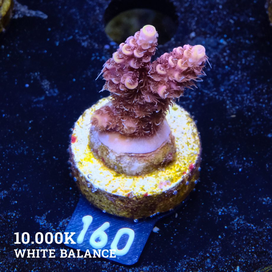 Acropora Millepora 'Yellow Tips'