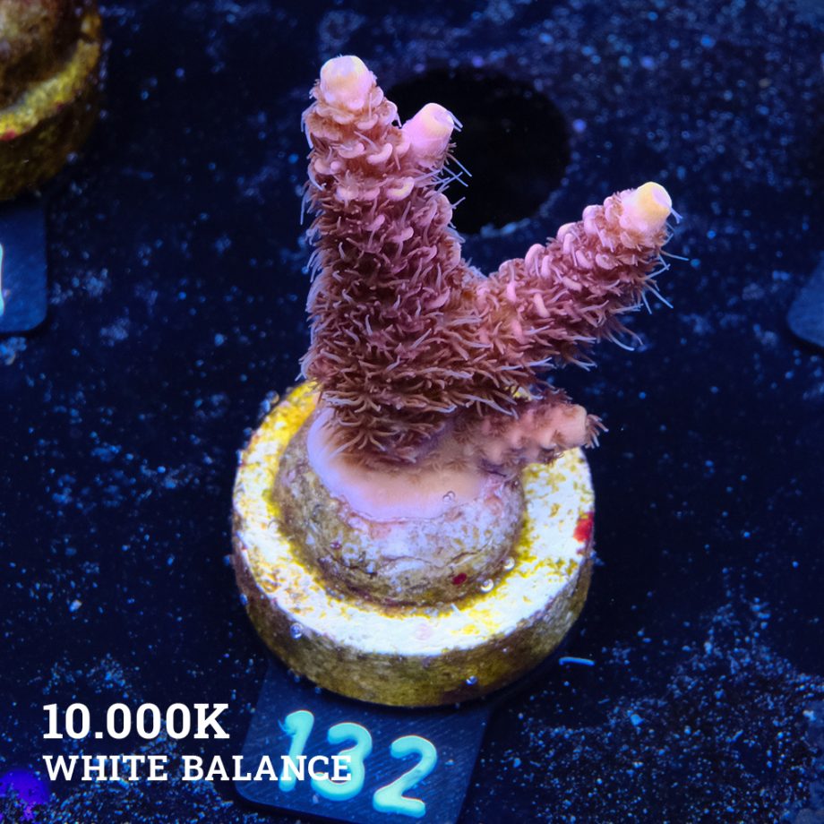 Acropora Millepora 'Yellow Tips'