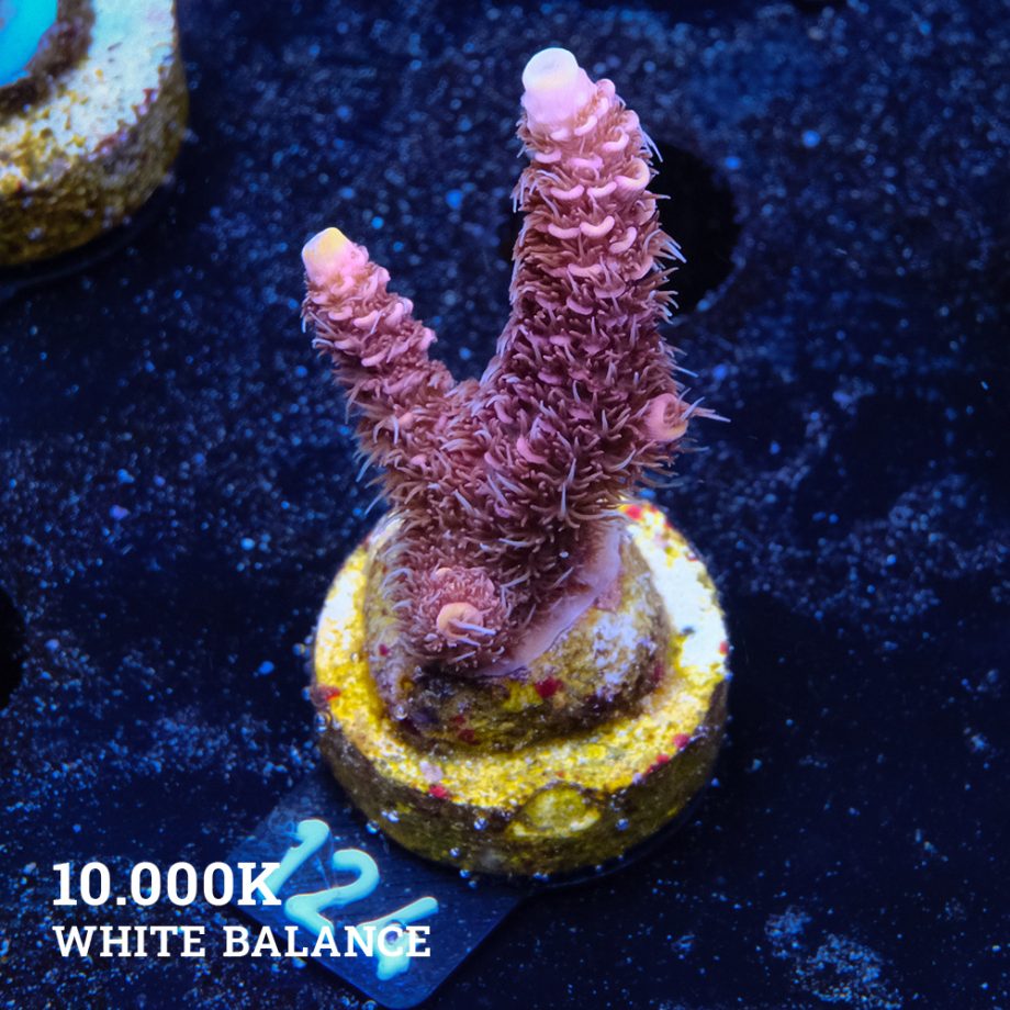 Acropora Millepora 'Yellow Tips'
