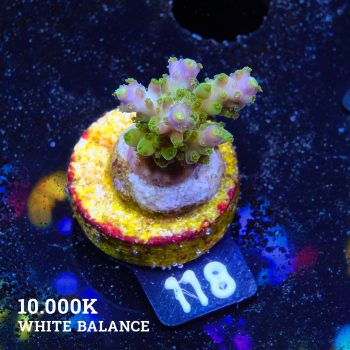 Acropora Subulata