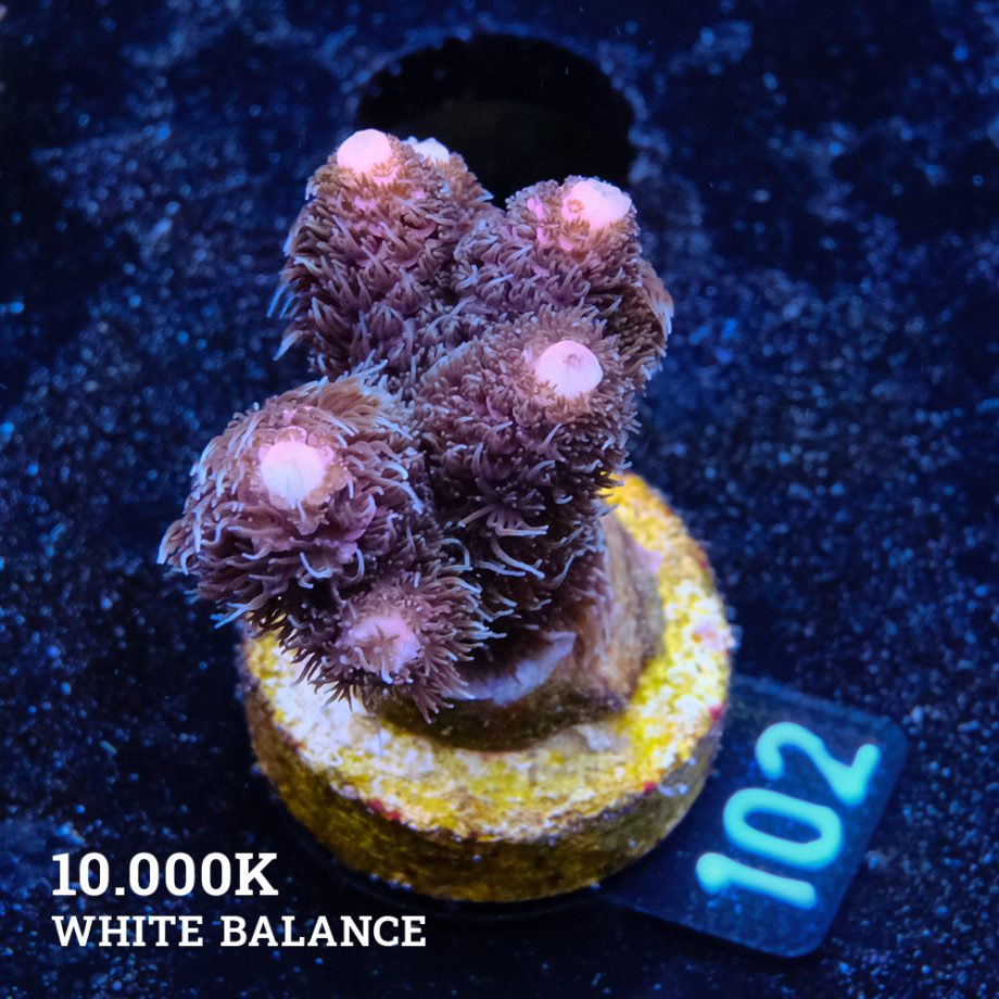 Acropora Millepora 'Long Polyp'