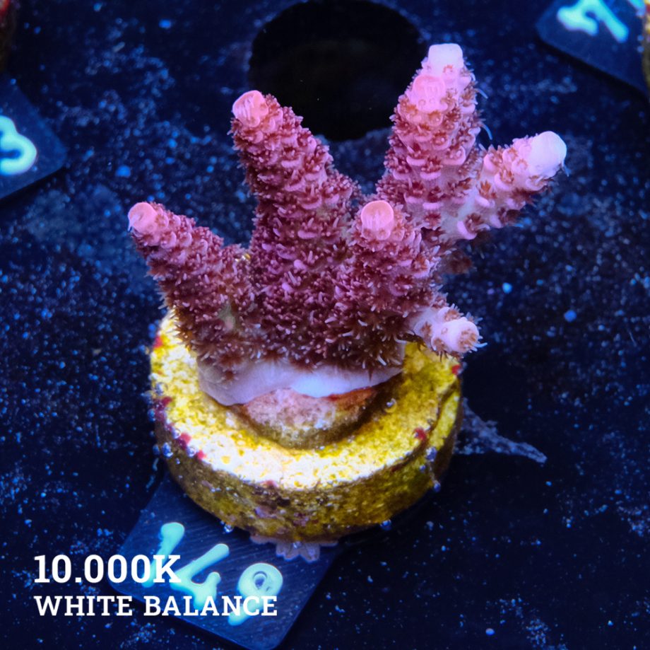 Acropora Millepora 'Pink