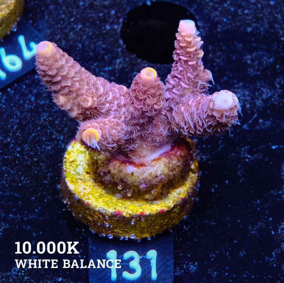 Acropora Millepora 'Yellow Tips'