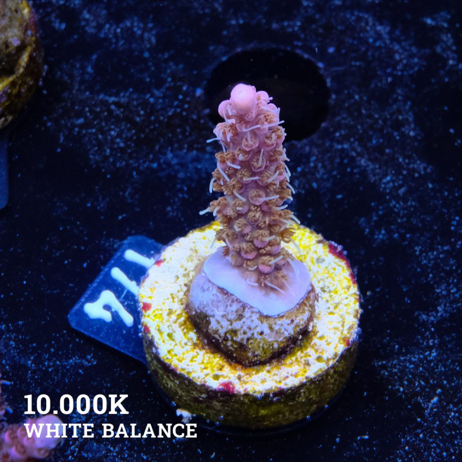 Acropora 'Confetti Ultra