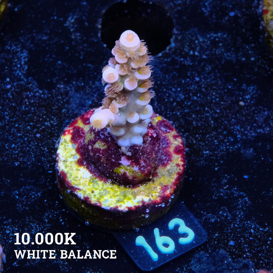Acropora Tenuis 'Orange Polyps' B-Ware