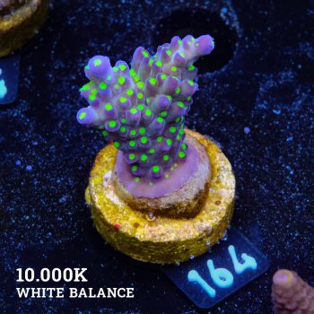 Acropora Tricolor