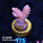 Acropora 'Yellow Tips'