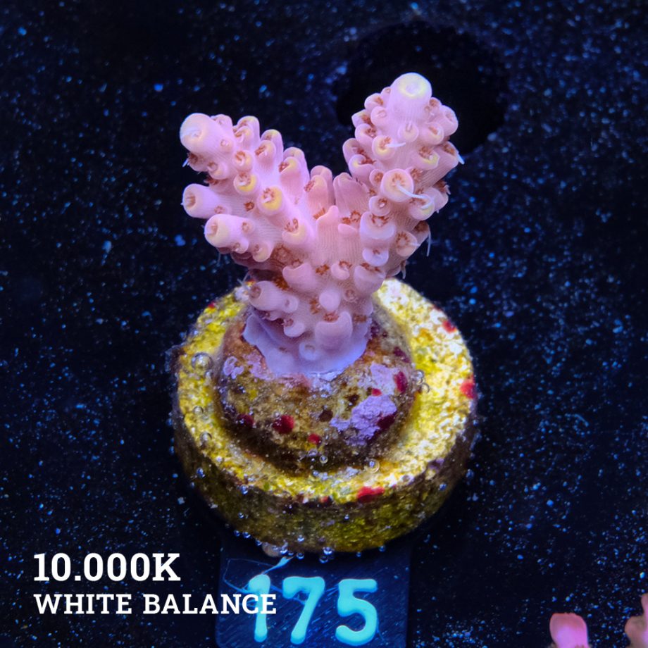 Acropora 'Yellow Tips' (pointes jaunes)