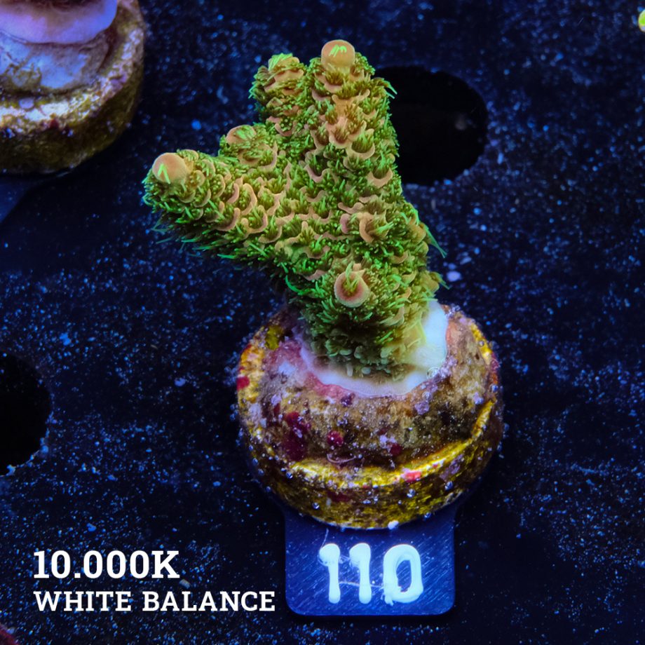 Acropora Millepora 'Orange & Green'