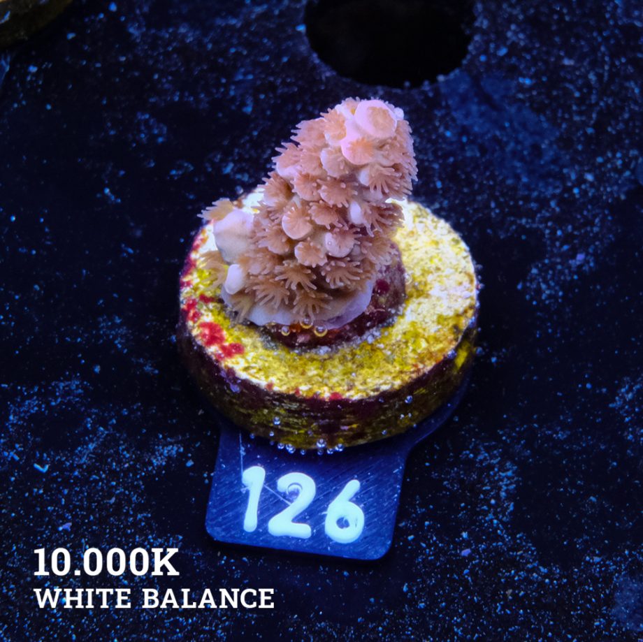 Acropora Tenuis 'Orange Polyps'