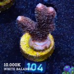 Acropora Millepora 'Long Polyp'