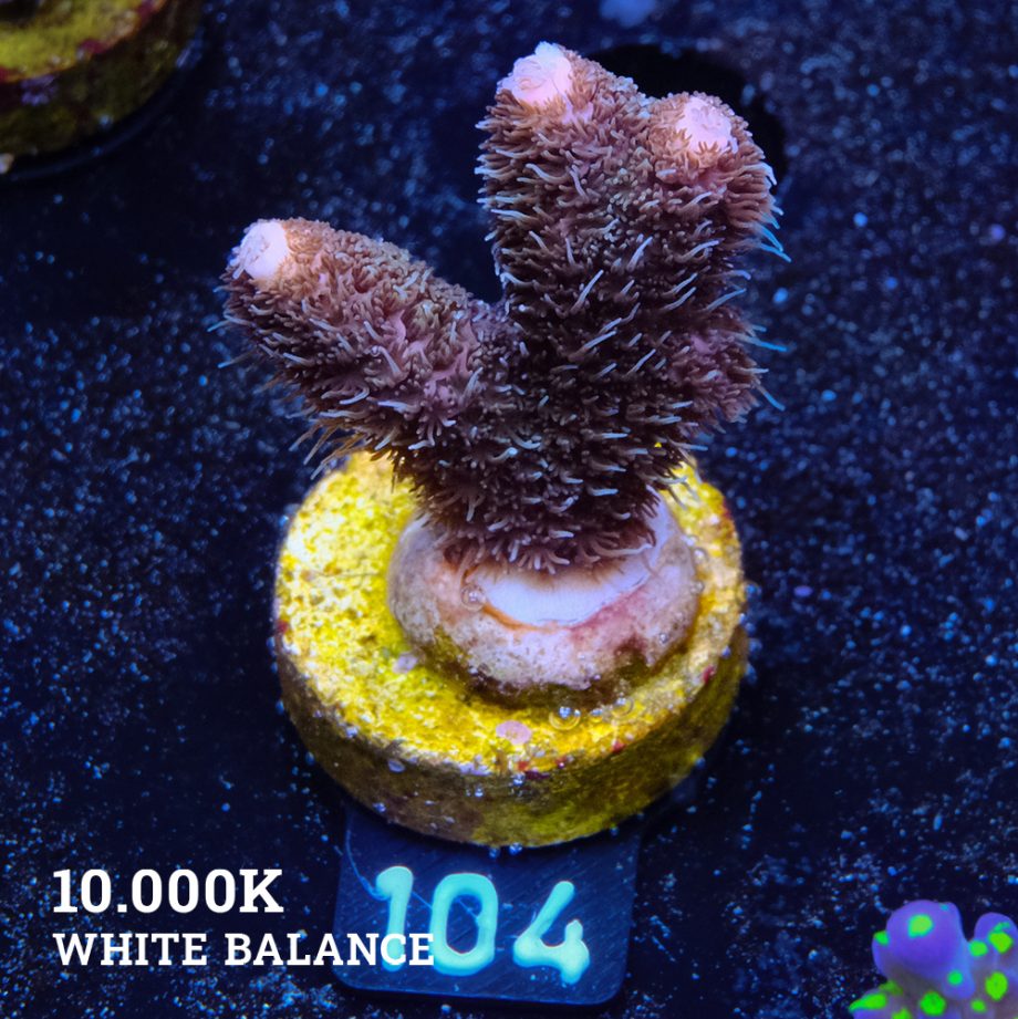 Acropora Millepora 'Long Polyp'