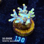 Acropora 'Yellow Sunset'
