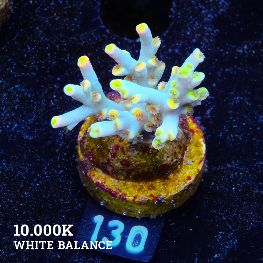Acropora 'Yellow Sunset'