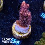 Acropora Millepora 'Orange Tips'