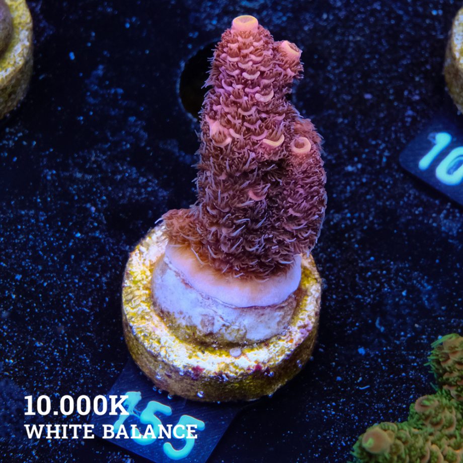 Acropora Millepora 'Orange Tips'