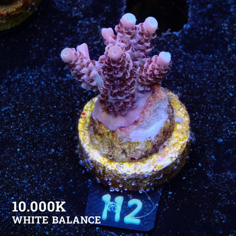 Acropora Millepora 'Multicolor'