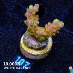 TK Gold Finger