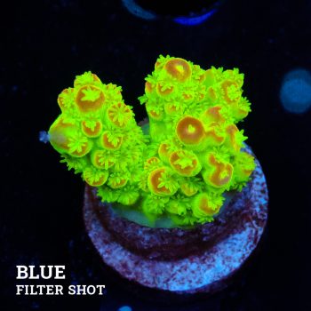 Acropora Florida