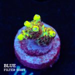 Acropora 'Wolverine'